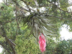 Tillandsia macdougallii
