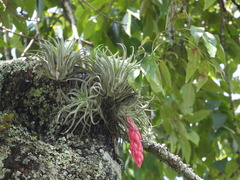 Tillandsia macdougallii