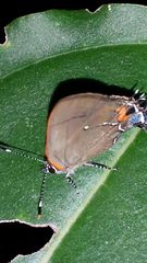 Electrostrymon angelia