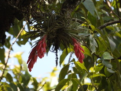 Tillandsia macdougallii