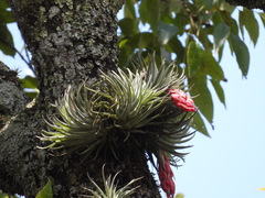 Tillandsia macdougallii