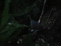 Tinamus solitarius