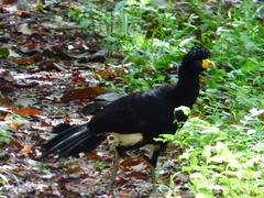 Crax alector alector