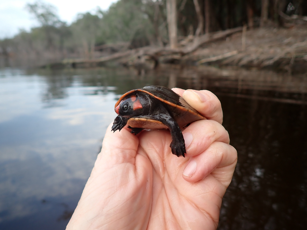 Red-headed Amazon River Turtle
