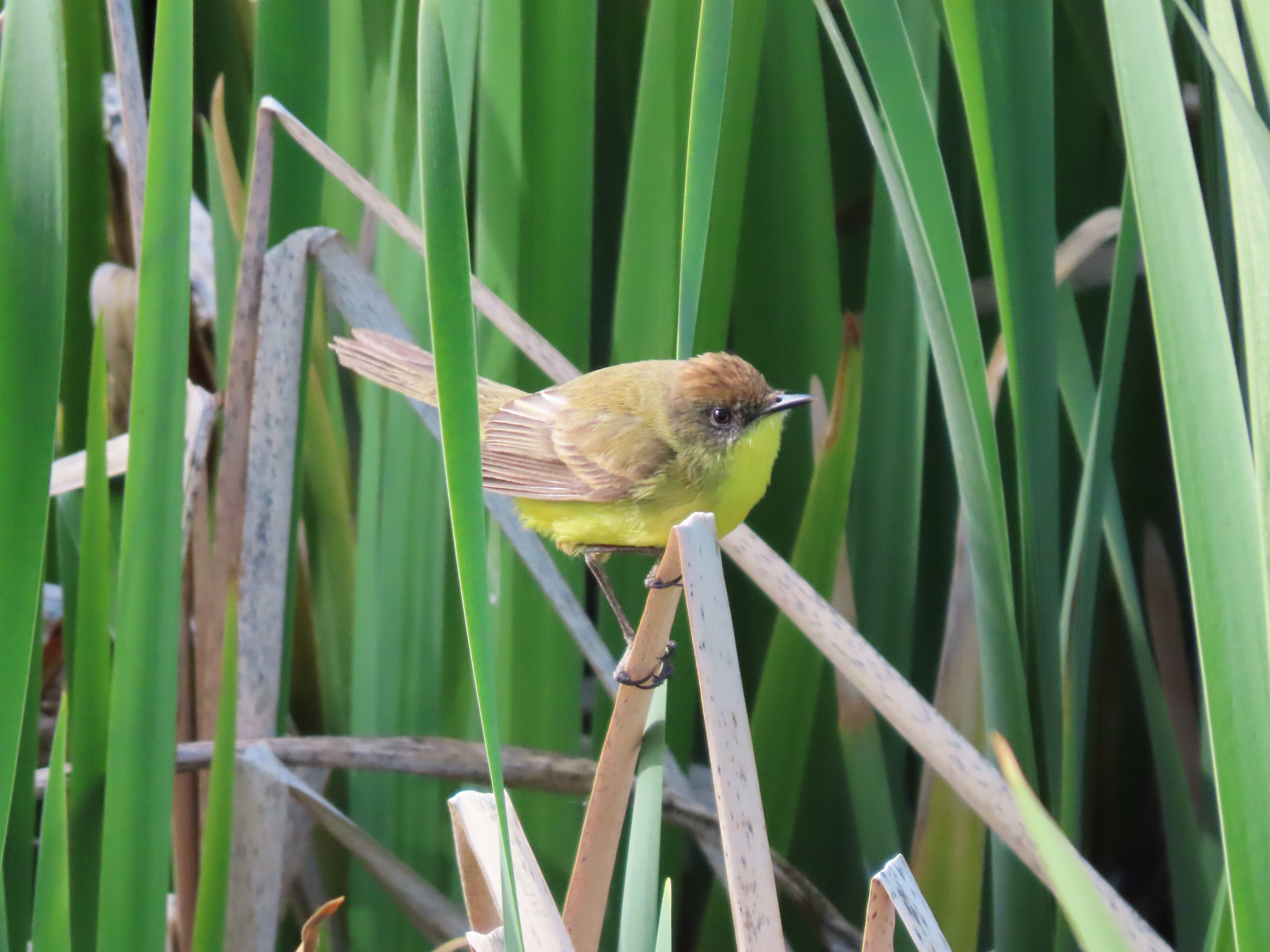 Ticking Doradito (Pseudocolopteryx citreola), photo 10