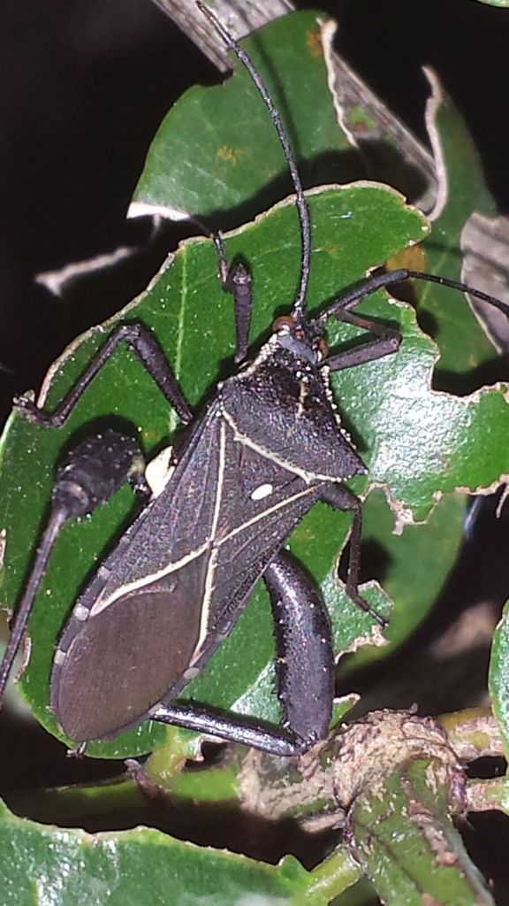 Acanthocerus cruciger