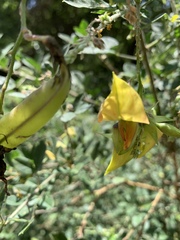 Crotalaria capensis