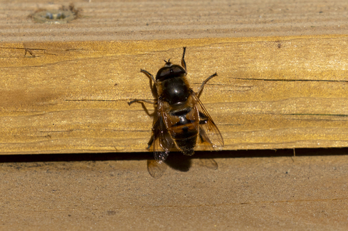 Unknown species found near Windsor, VT 05089, USA
