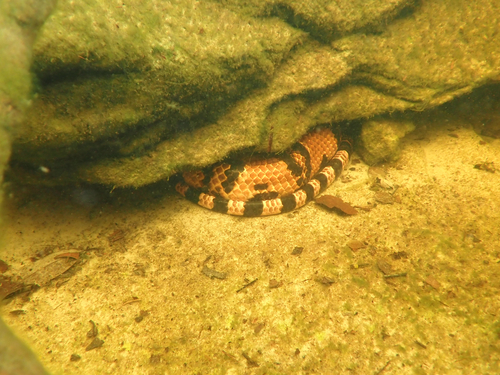 Herrmann's Water Snake