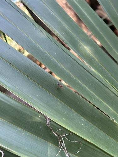 Unknown species found near Gainesville, FL, US