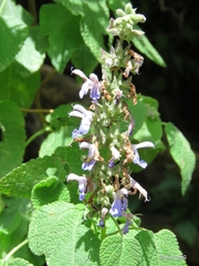 Salvia melissodora