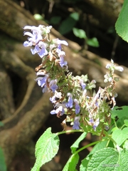 Salvia melissodora