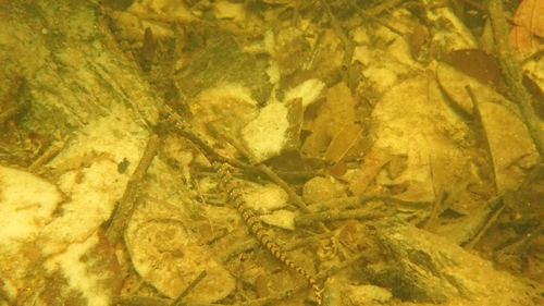 Amazon Water Snake, Hydrops martii