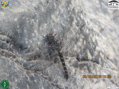 Bradinopyga strachani