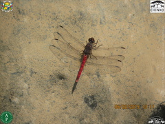 Bradinopyga strachani