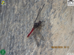 Bradinopyga strachani