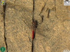 Bradinopyga strachani