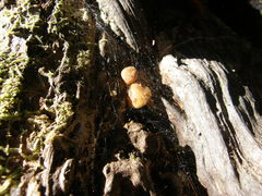 Heimiomyces velutipes