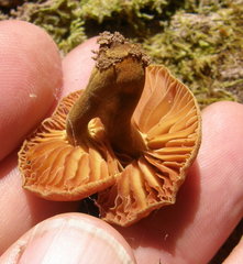 Heimiomyces velutipes