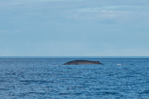 Blue whale