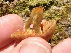 Heimiomyces velutipes