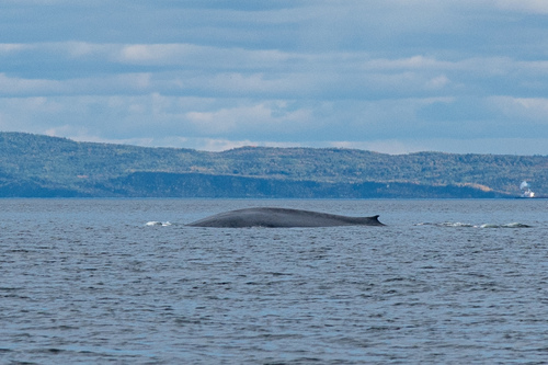 Blue whale