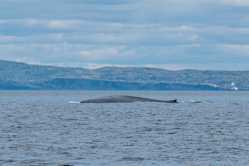 Blue whale