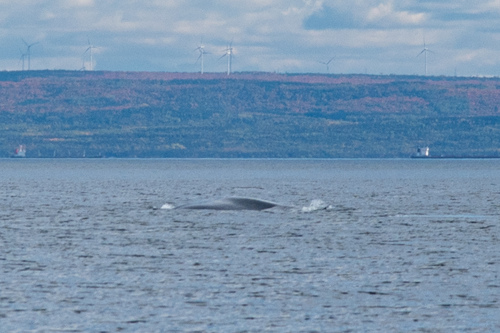 Blue whale
