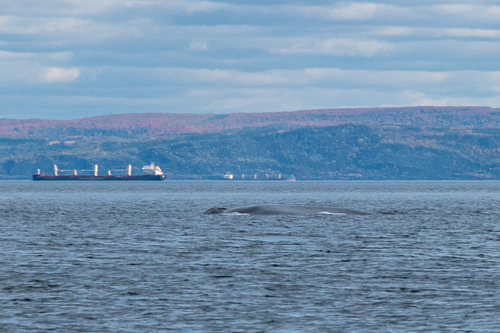 Blue whale