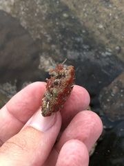 Bractechlamys corallinoides