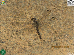 Bradinopyga strachani