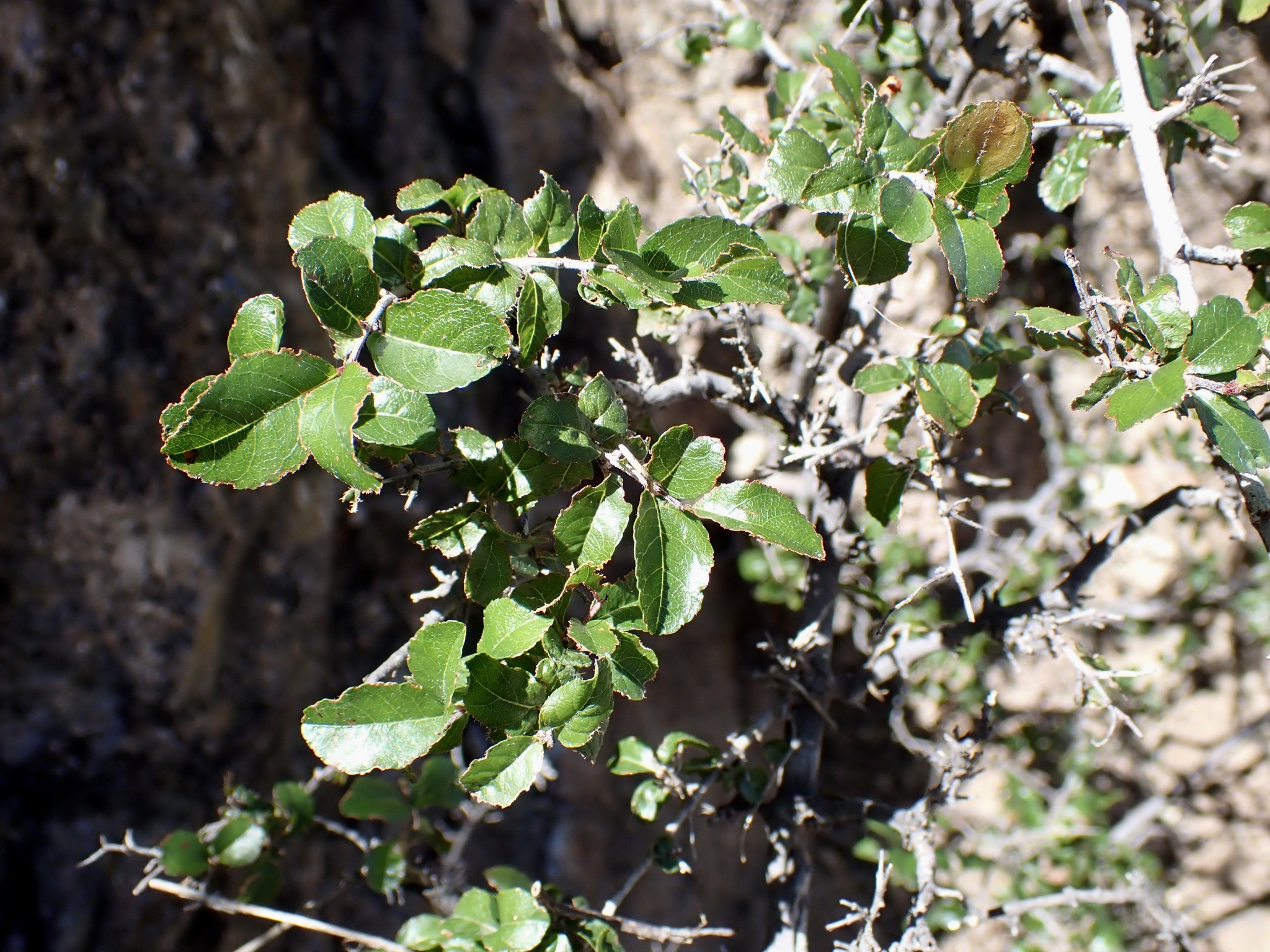 Wright's Mock Buckthorn (Sageretia wrightii)