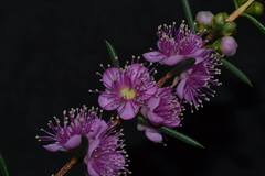 Hypocalymma robustum