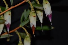 Conostephium pendulum