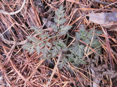 Sceptridium ternatum