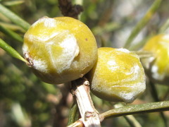 Juniperus rigida