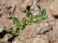 Euploca fruticosa, photograph (c) Sue Carnahan, some rights reserved (CC BY)