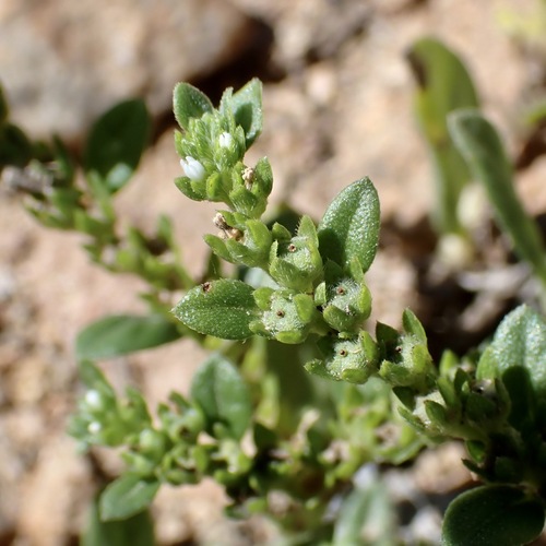 Euploca fruticosa, photograph 2
