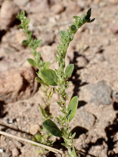Euploca fruticosa, photograph 3