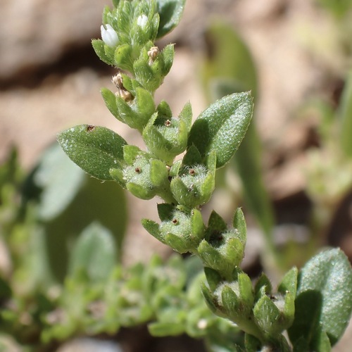Euploca fruticosa, photograph 4