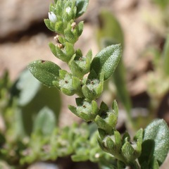 Euploca fruticosa, photograph (c) Sue Carnahan, some rights reserved (CC BY)