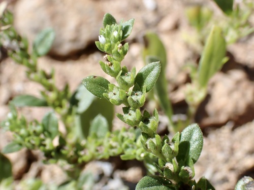 Euploca fruticosa, photograph 5