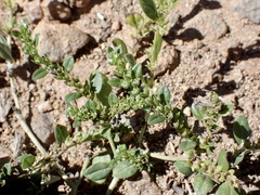 Euploca fruticosa, photograph (c) Sue Carnahan, some rights reserved (CC BY)