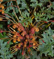 Grevillea bipinnatifida