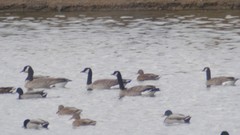 Branta canadensis parvipes