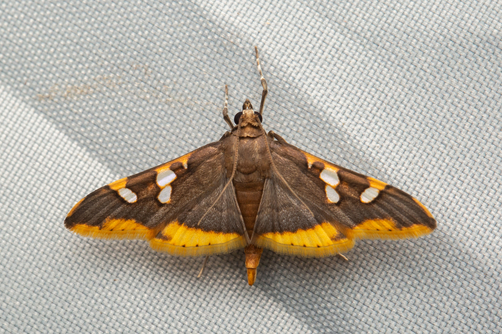 Prophantis androstigmata