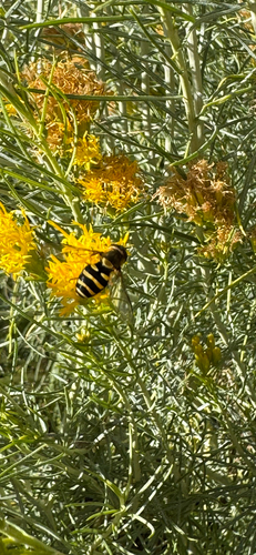 Unknown species found near Monida St, Bozeman, MT, US