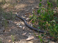 Notechis scutatus occidentalis