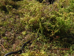 Notechis scutatus occidentalis