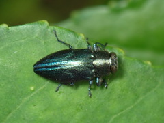 Chrysobothris analis